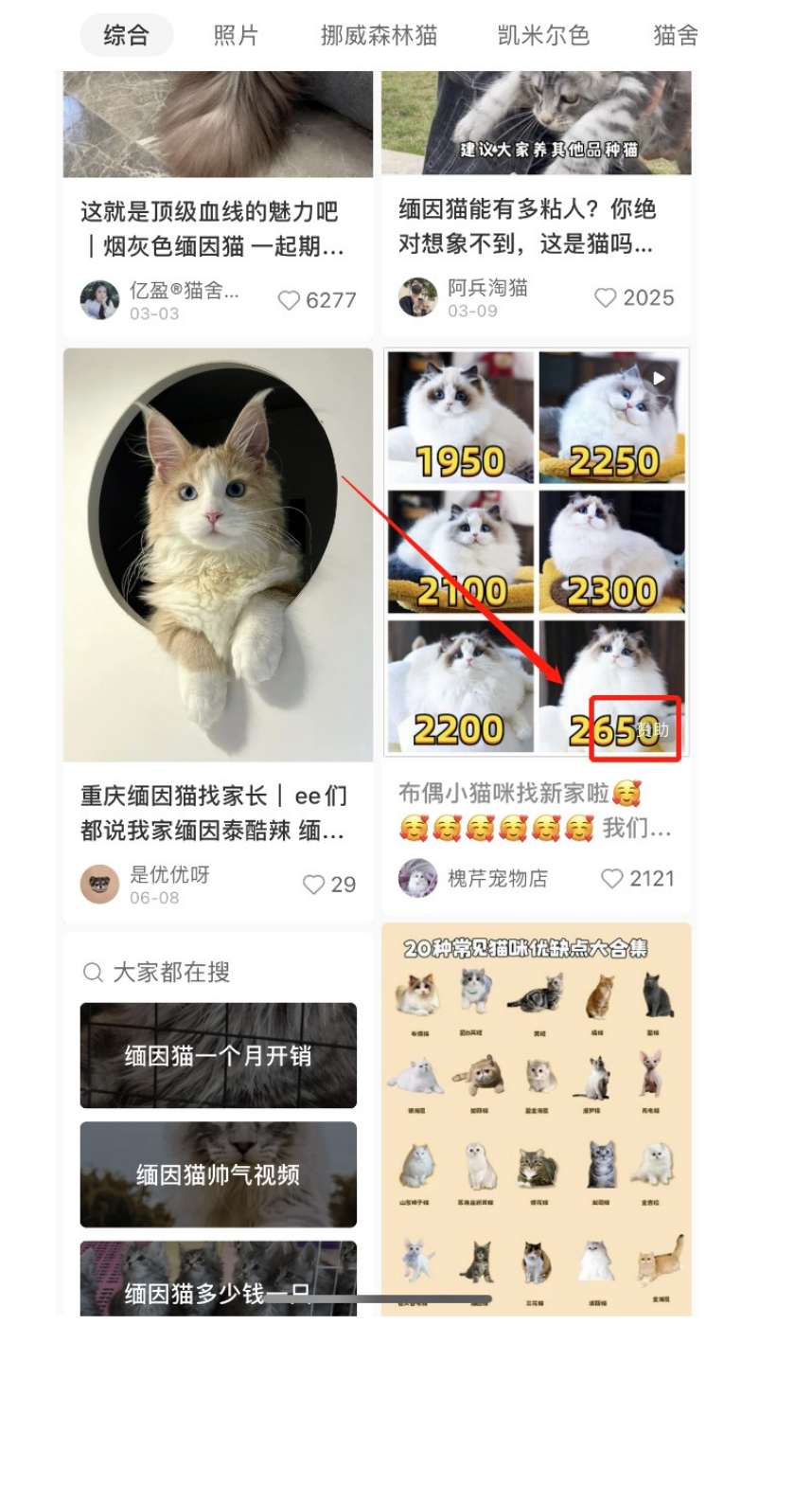 揭秘小猫咪活体小红书打粉项目，高客单价，每单利润 5000+ 认真坚持落地实操 轻松月入过万（篇二）-知行创业