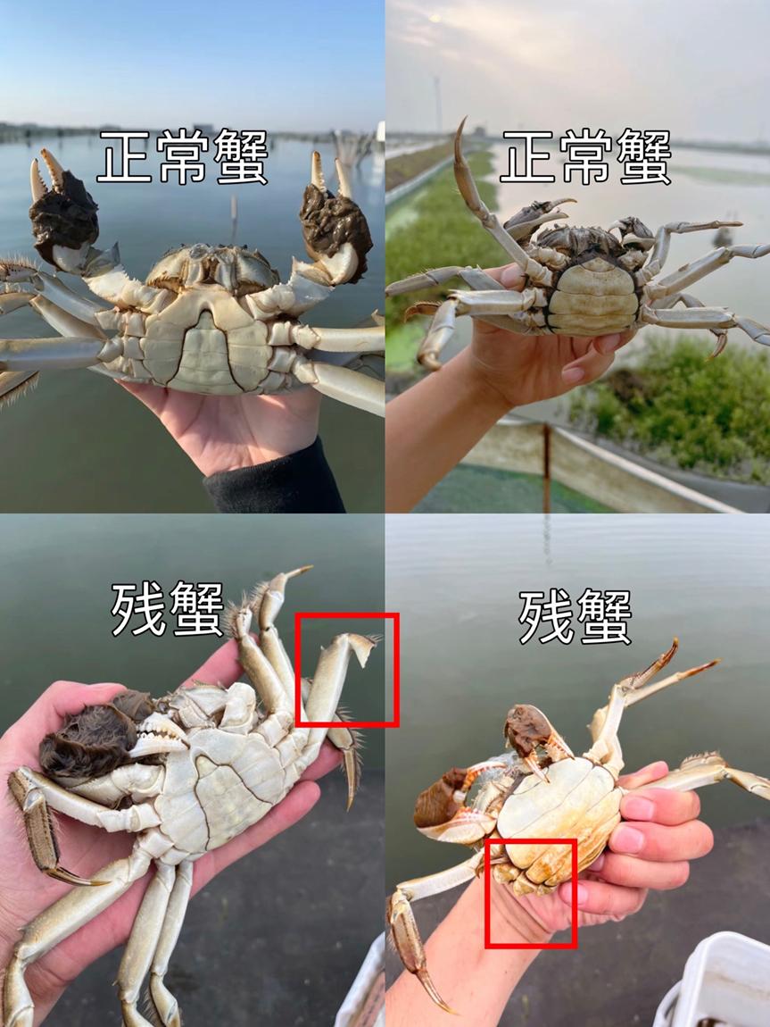 小红书残蟹项目全套细节玩法，复制就能出单的实操复盘 全文1W字-知行创业